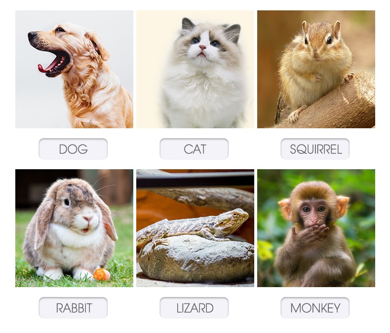 small pets identification
